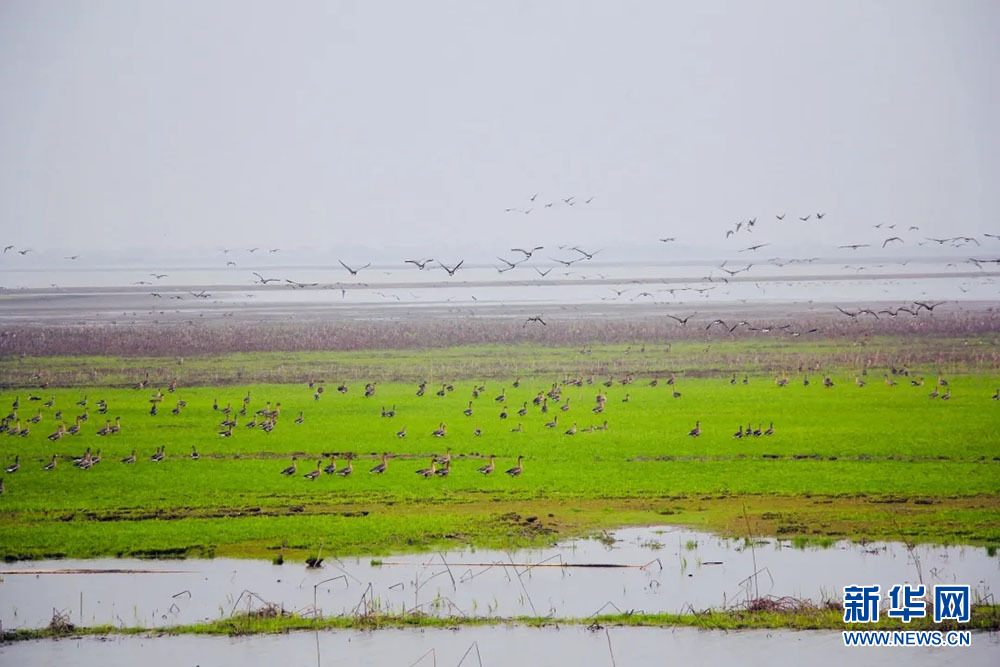 武漢沉湖濕地打造鳥類天堂