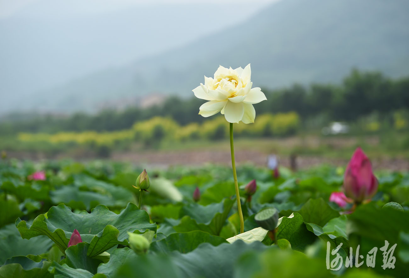 河北沙河：荷塘美景引客來