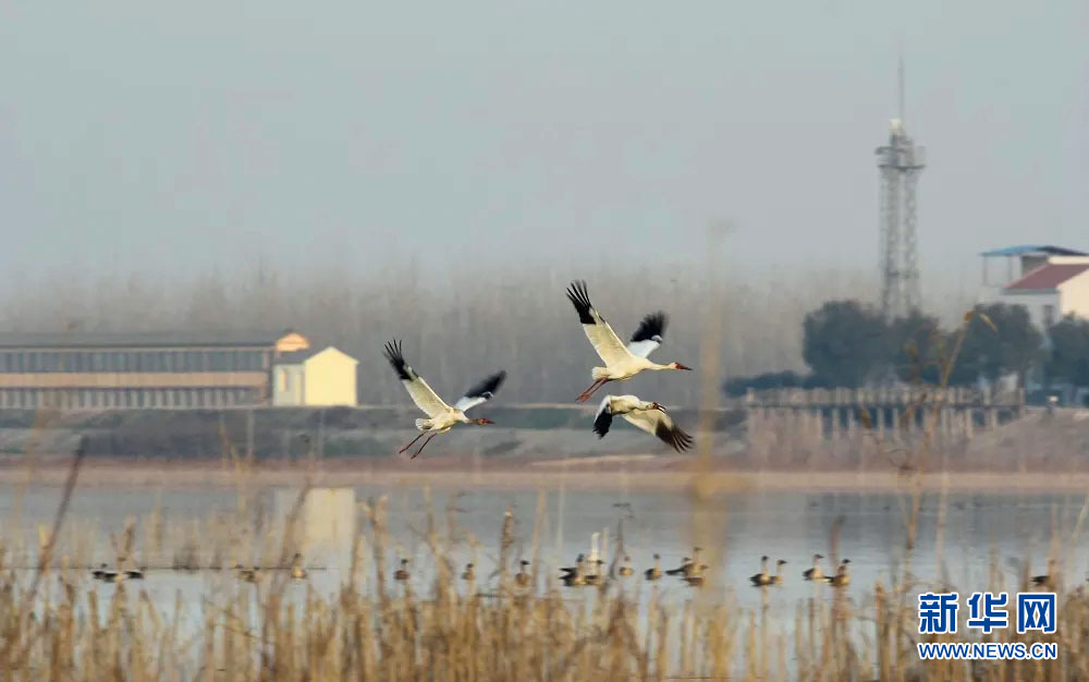武漢沉湖濕地打造鳥類天堂
