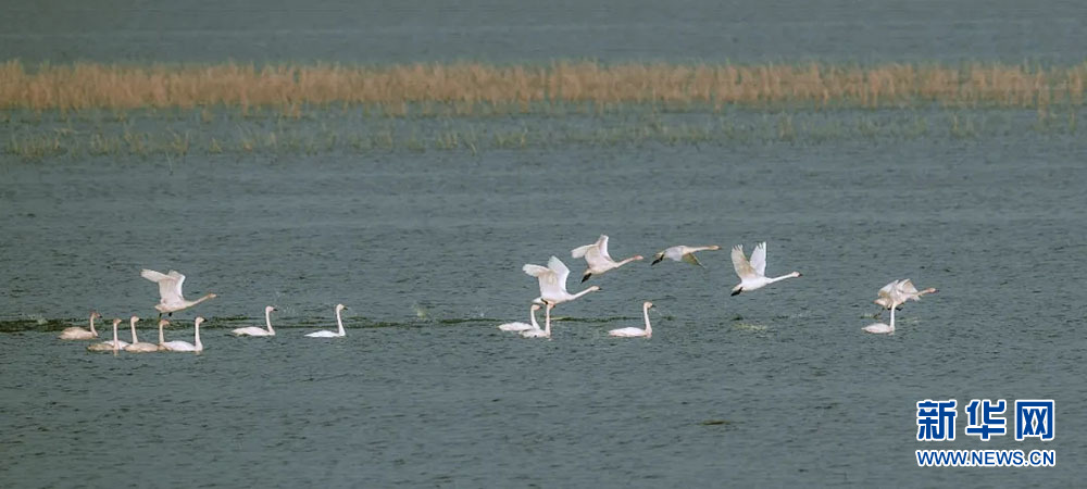 武漢沉湖濕地打造鳥類天堂