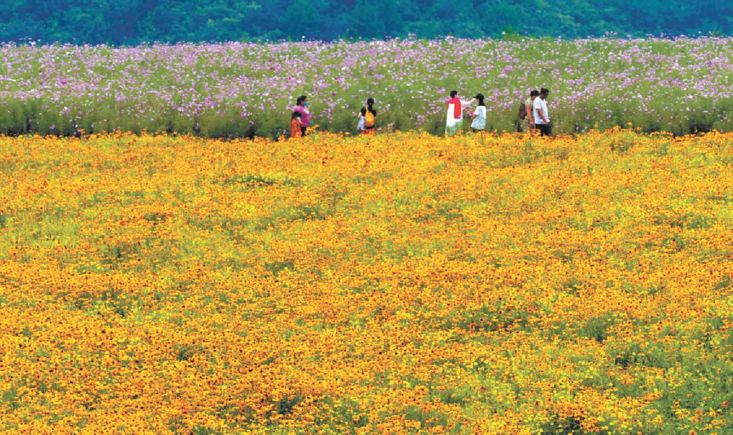 垃圾山变花海