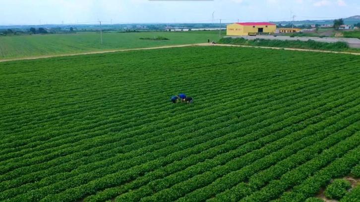 民族品牌的骄子，为什么是鲁花？_fororder_13