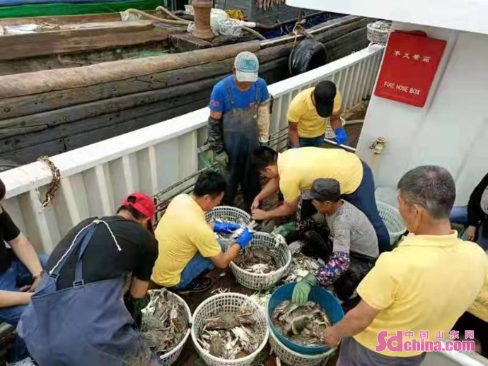 “幸福开海”捕蟹忙 探访青岛本地螃蟹上岸过程