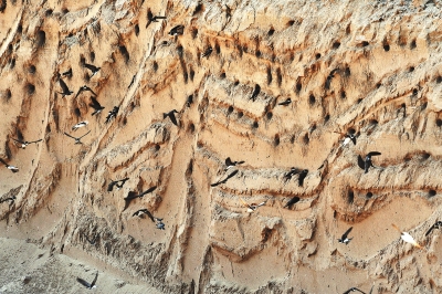 【中原名景-圖片】黃河故道國家濕地公園迎來大批崖沙燕築巢棲息