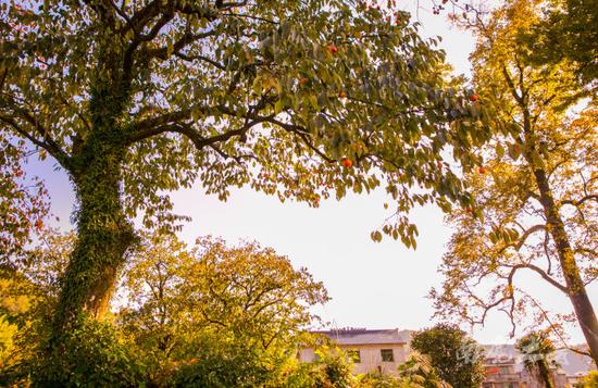 唐朝古道百年柿子树,红遍山坳人未识 唐朝古道百年柿子树,红遍山坳人未识