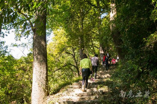 唐朝古道百年柿子树,红遍山坳人未识 唐朝古道百年柿子树,红遍山坳人未识