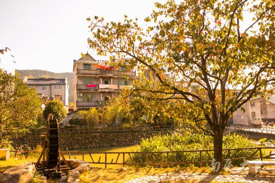 唐朝古道百年柿子树,红遍山坳人未识 唐朝古道百年柿子树,红遍山坳人未识