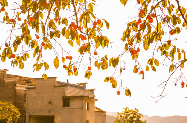 唐朝古道百年柿子树,红遍山坳人未识 唐朝古道百年柿子树,红遍山坳人未识