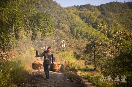 唐朝古道百年柿子树,红遍山坳人未识 唐朝古道百年柿子树,红遍山坳人未识