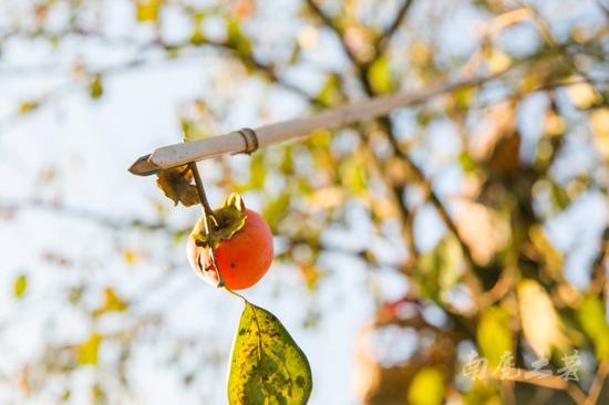 唐朝古道百年柿子树,红遍山坳人未识 唐朝古道百年柿子树,红遍山坳人未识