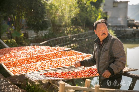 唐朝古道百年柿子树,红遍山坳人未识 唐朝古道百年柿子树,红遍山坳人未识