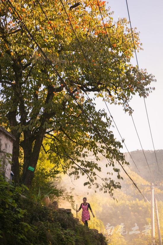 唐朝古道百年柿子树,红遍山坳人未识 唐朝古道百年柿子树,红遍山坳人未识