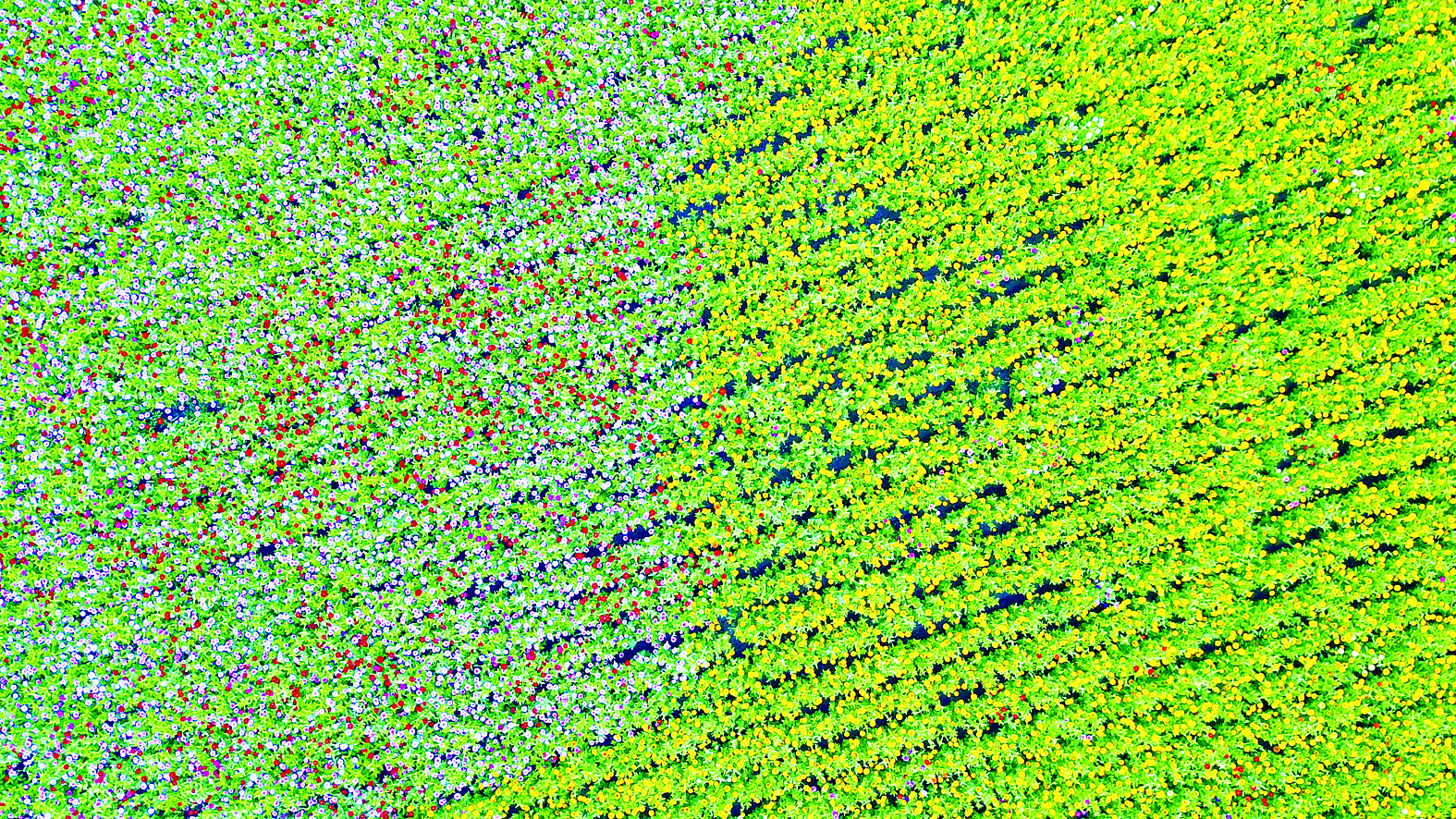 十里画廊 畅游花海 长春莲花山花海免费开放