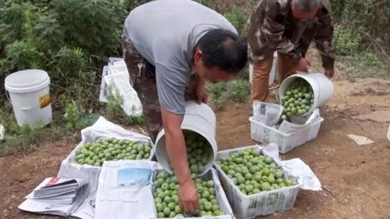 貴州關嶺花江鎮：“退耕還林”種李樹 山綠了 民富了