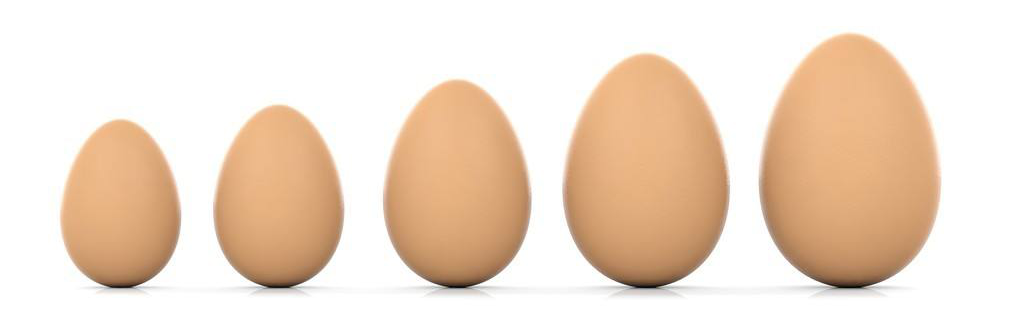 鸡蛋有大有小？专家建议应重视鸡蛋安全与品质