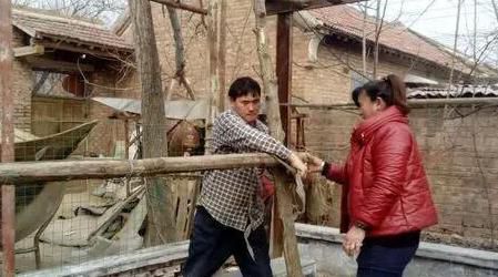 “大衣哥”忙着给家里搭葡萄架：结了给你们吃