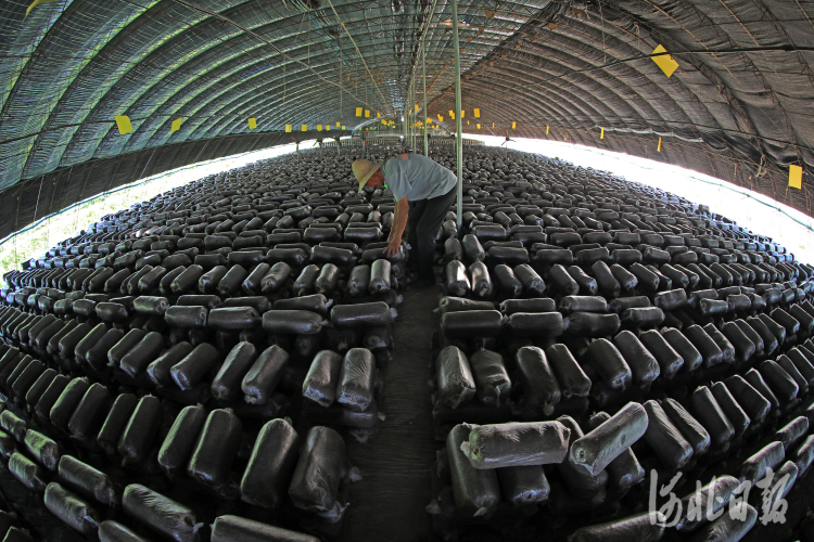 河北灤南：機裝菌袋助增收