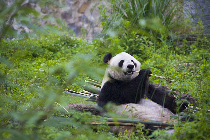 쓰촨 두쟝옌(都江堰): 팬더의 낙원_fororder_20210823-dujiangyan-4