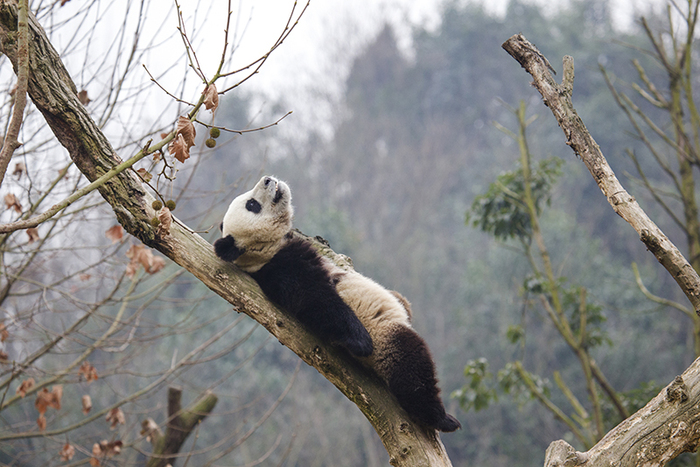 쓰촨 두쟝옌(都江堰): 팬더의 낙원_fororder_20210823-dujiangyan-3