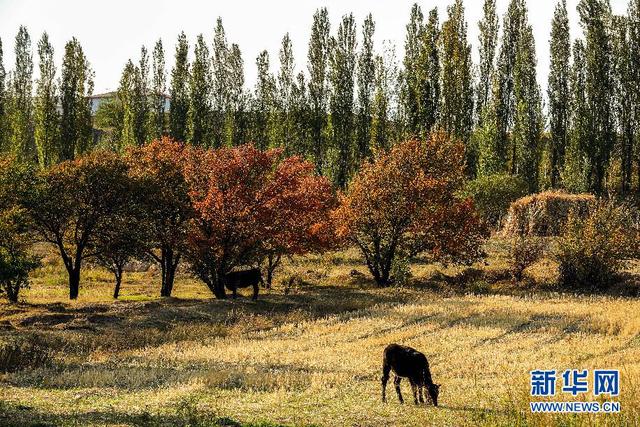 Xinjiang’da kırsal turizm yerel halka mutlu yaşam sağlıyor_fororder_908fa0ec08fa513dfb00db034bc209fcb0fbd9f8