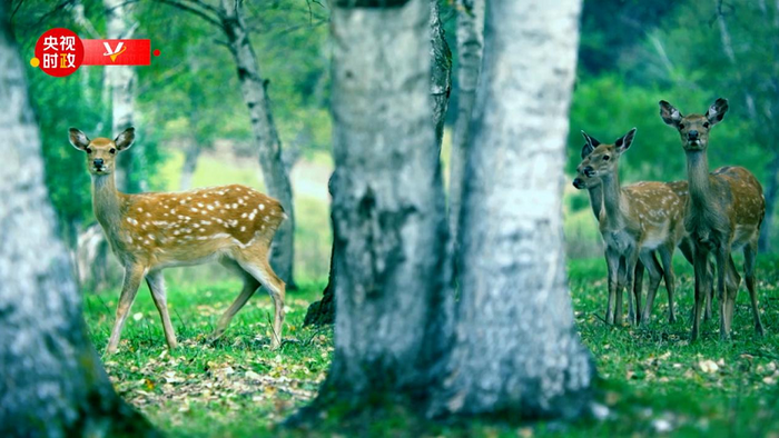 習주석, 싸이한바 기계 임장 시찰_fororder_4