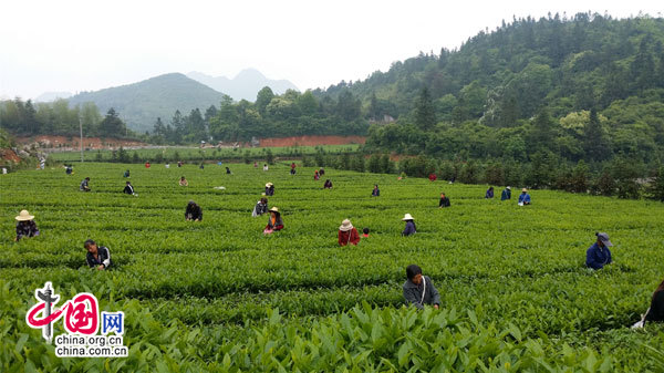 安化黑茶依託互聯網升級被湖南省委副書記點讚