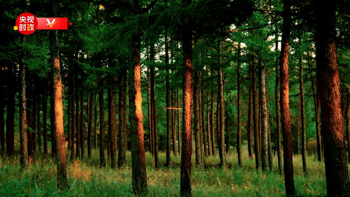 習주석, 싸이한바 기계 임장 시찰_fororder_3