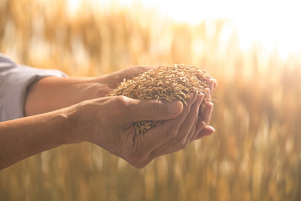 Ngayong araw sa kasaysayan: Setyembre 7, 1930, kapanganakan ni Yuan Longping, bantog na siyentistang agrikultural; Tsina at Pilipinas, sabay na ginunita si Yuan_fororder_20210907palay600