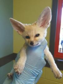 《疯狂动物城》引燃宠物狐狸网售 耳廓狐两只3万