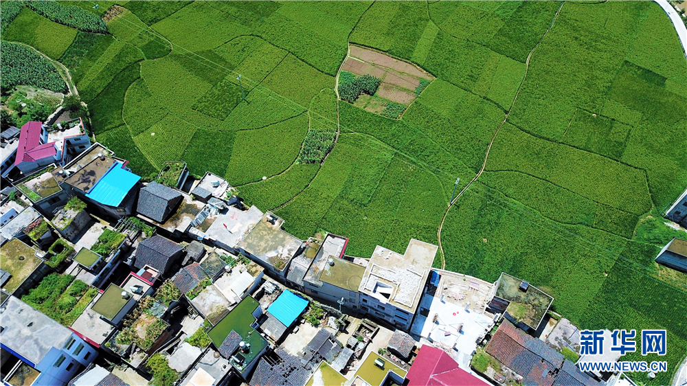 黔中腹地田园秋景美如画