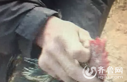 养鸡户养出五爪双冠鸡 孵化场场长:这种鸡有营养