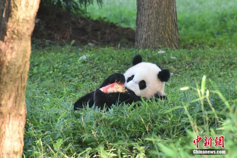 An yi bikin murnar cika shekara daya  da haihuwar karamin Panda da mai suna "Xiao Qi Ji"_fororder_0822-2