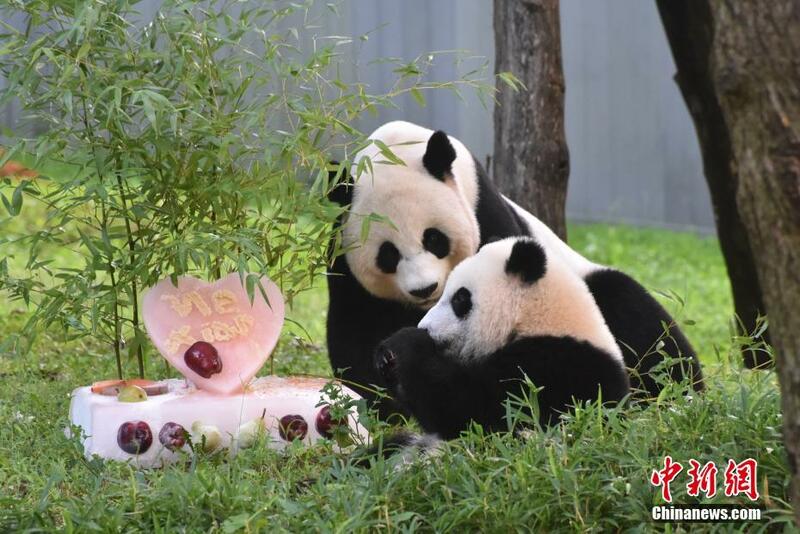 An yi bikin murnar cika shekara daya  da haihuwar karamin Panda da mai suna "Xiao Qi Ji"_fororder_0822-1