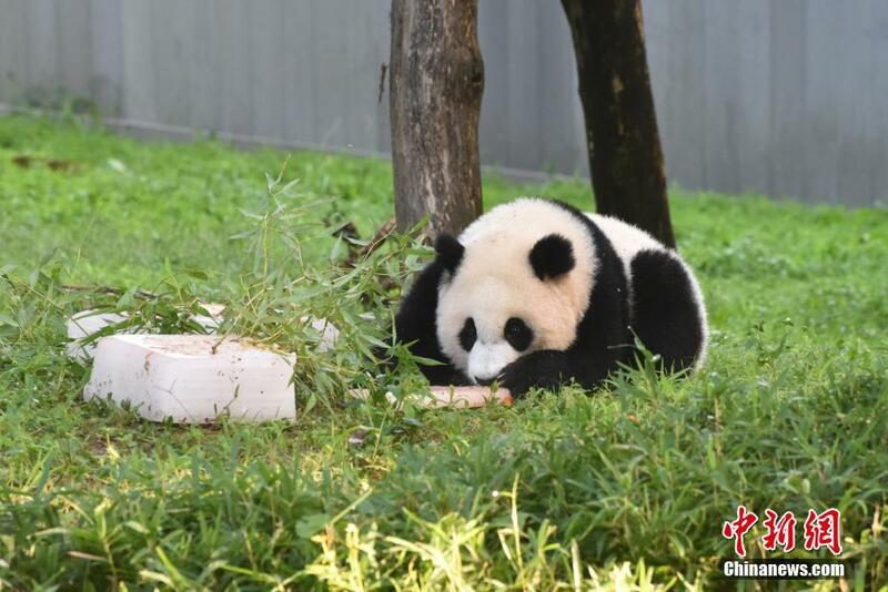 An yi bikin murnar cika shekara daya  da haihuwar karamin Panda da mai suna "Xiao Qi Ji"_fororder_0822-4