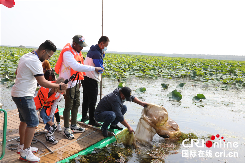 泛舟採蓮捕魚 大V表白瀋陽：“我對你‘藕斷絲連’，還想來”_fororder_AO4A0237_副本