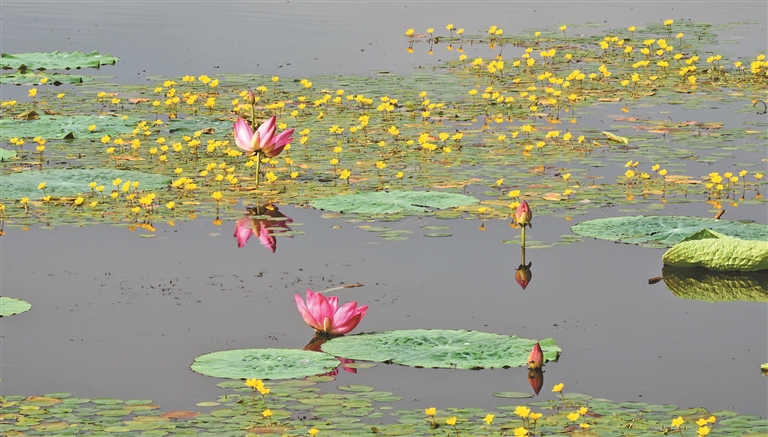 晚荷“唱罷”荇菜“留守”