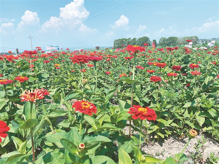 興凱湖畔花海遊 農民就業又增收