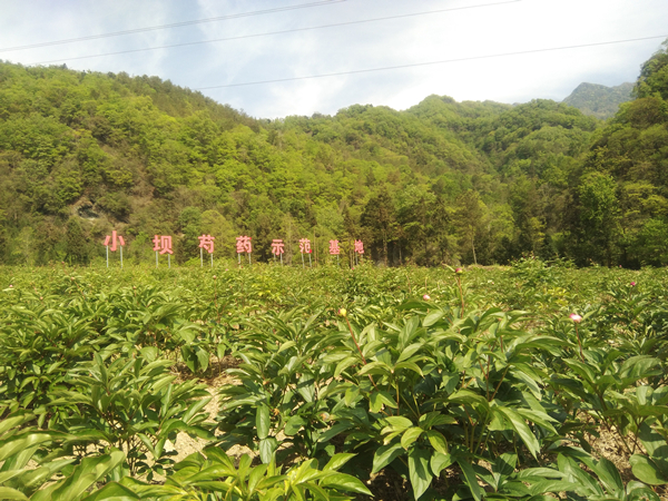 1只到32只10箱到100箱记江油市枫顺乡小坝村的脱贫故事