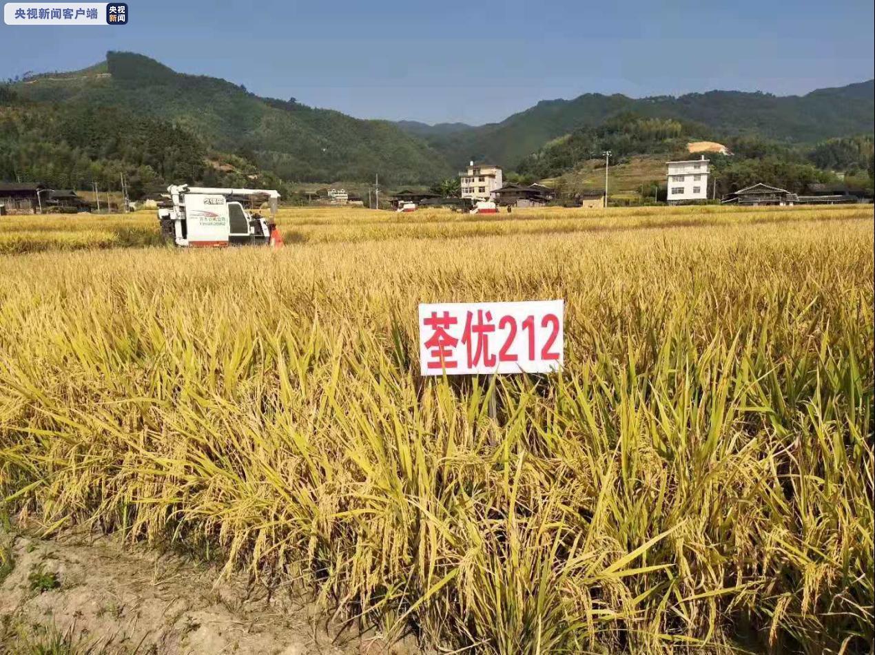 上新啦!福建再添一超級水稻新品種