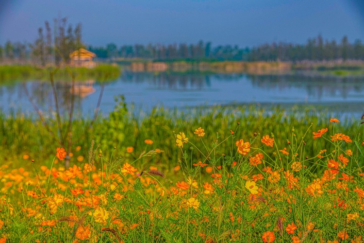 揚州北湖濕地公園：雲天滄滄 秋水泱泱