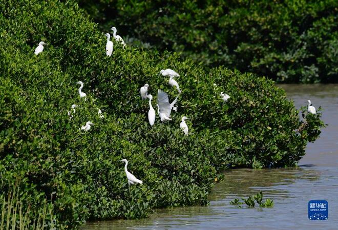 Habitat Burung Kuntul di Fuqing_fororder_11111