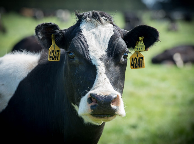 (图说:在天猫618卖爆的纽仕兰牛奶,产自于其在新西兰29个牧场里的奶牛