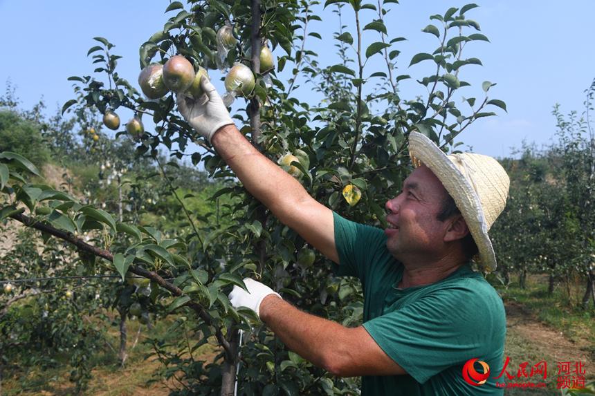 河北阜平：山地披綠裝 碩果豐收忙