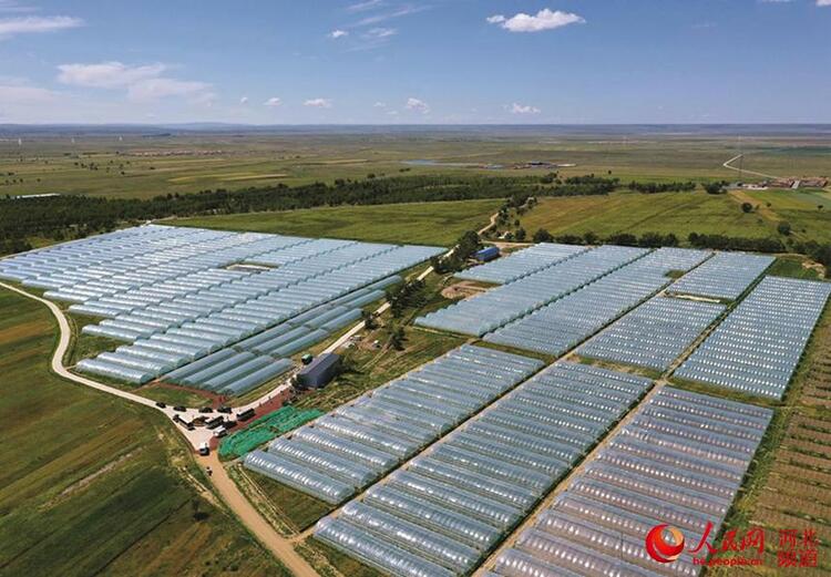 河北張北:麒麟西瓜助力鄉村振興