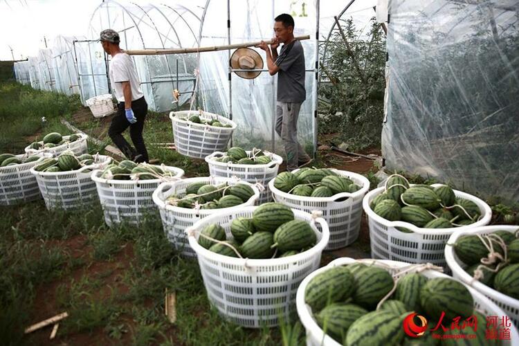 河北張北:麒麟西瓜助力鄉村振興