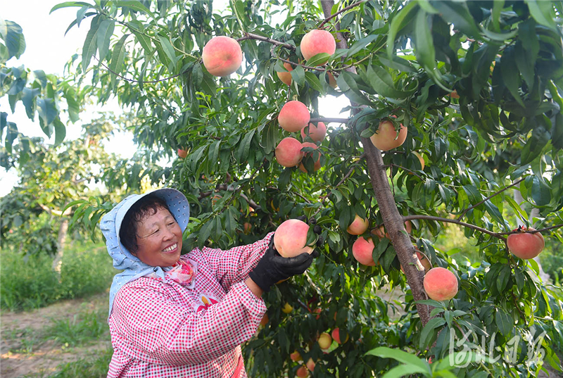 河北定州：培育高端果品 助力鄉村振興