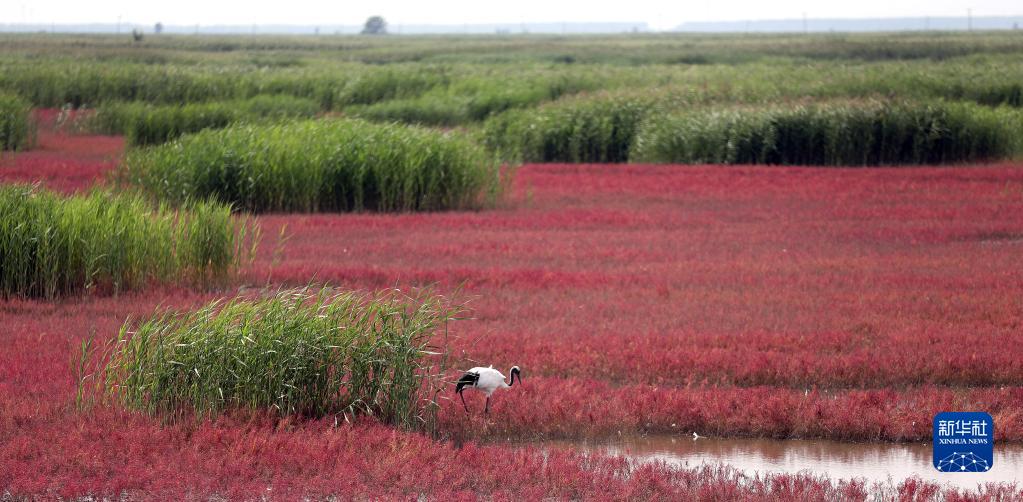 大河奔流，生机无限——辽河生态蝶变启示录_fororder_辽河11