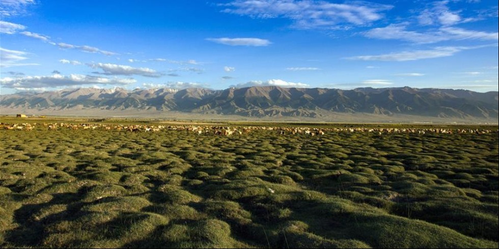 美麗的巴裏坤草原