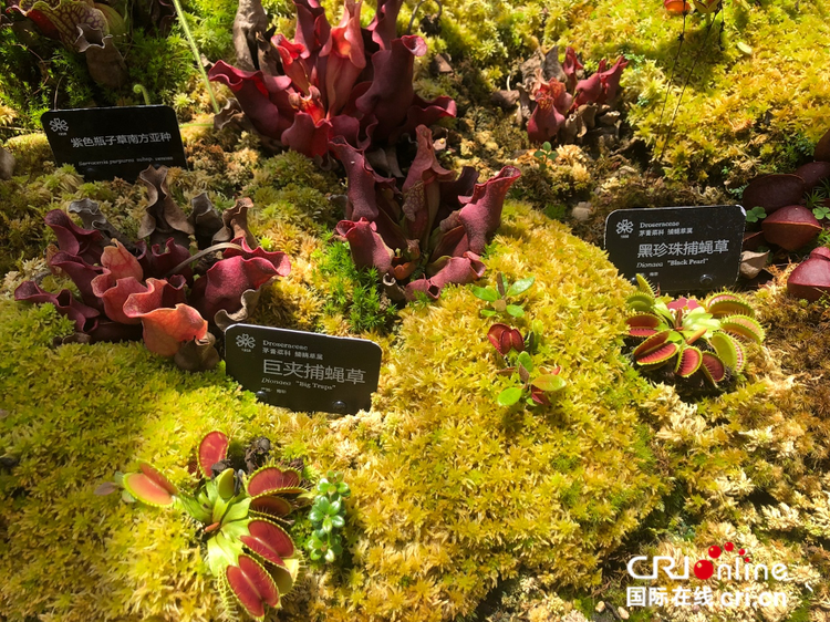 图片默认标题_fororder_椋熻櫕妞嶇墿