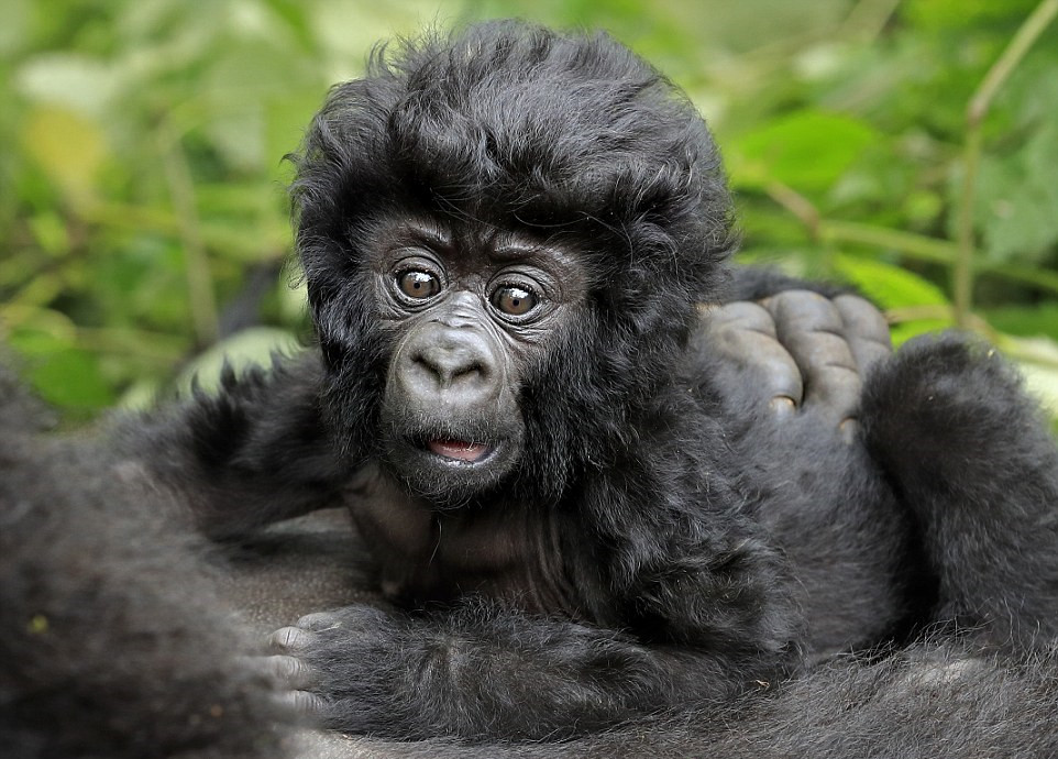 大猩猩发型图片